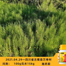 孟州传奇大草帽除草剂草铵膦