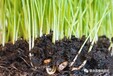 新乡团粒结构土壤微生物改良剂