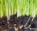 深圳綠化基質微生物中草藥土壤改良劑