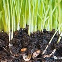 山東果樹花卉種植微生物EM土壤修復(fù)技術(shù)