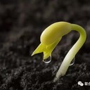 新鄉(xiāng)污染土壤修復(fù)工程微生物改良劑