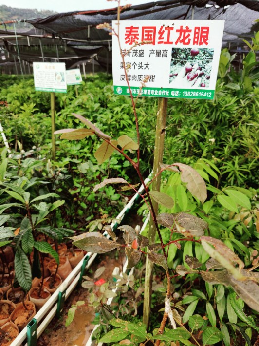 泰國(guó)四季紅龍眼1.jpg