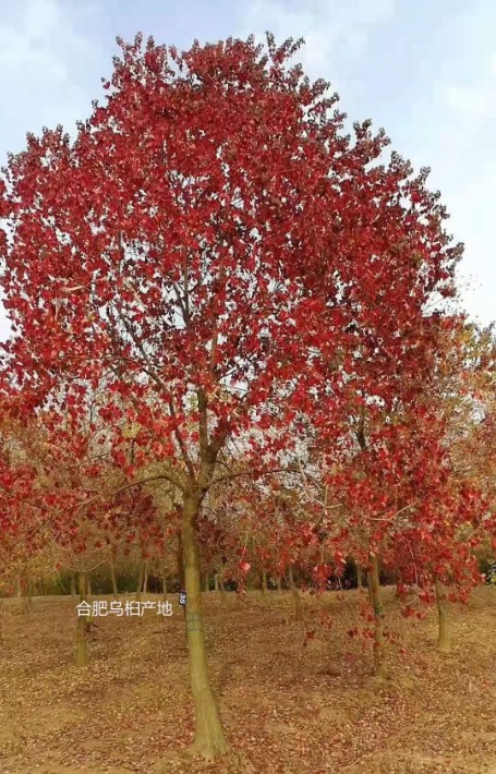 紅葉烏桕價格.jpg