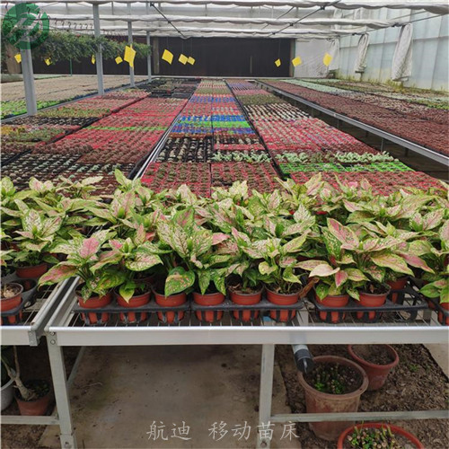 移動苗床 (36).jpg