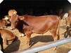 江西鲁西黄牛供应商价格