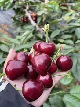 成都水果批发生态水果基地新鲜直发批发配送酒店机关食堂