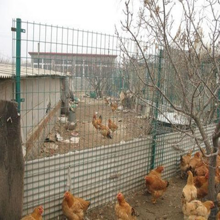 養(yǎng)雞圍欄網(wǎng)2.jpg