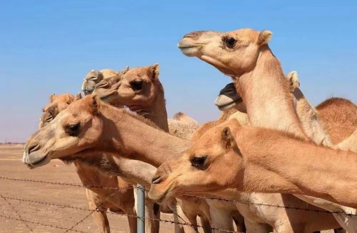 骆驼23.jpg