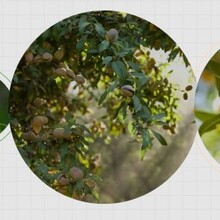种植巴旦木树苗巴旦木苗木和杏仁有什么区别呢?教你几招轻松辨别