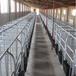 节省空间定位栏集约养殖定位栏漏粪板式定位栏