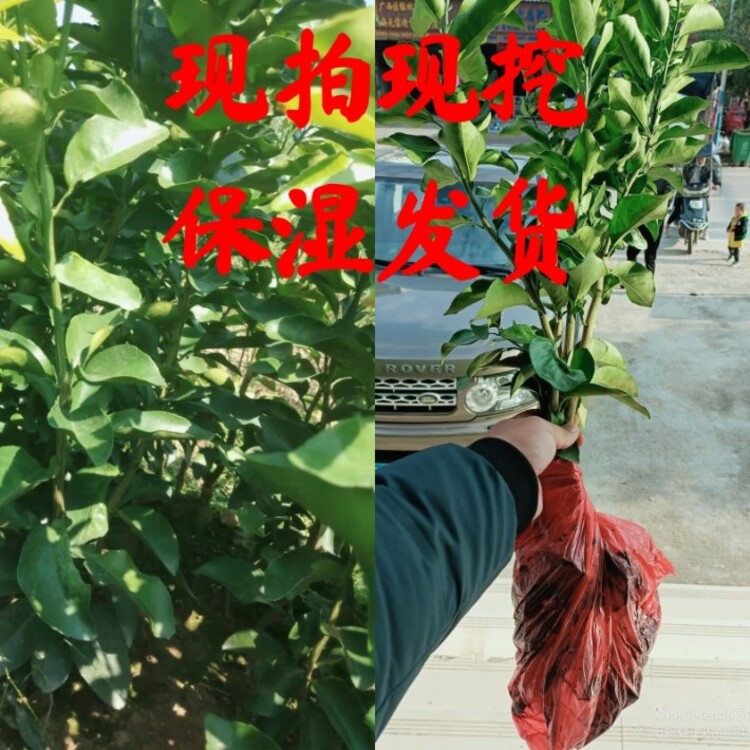 1636938023827255.jpg@750w_750h_90Q
