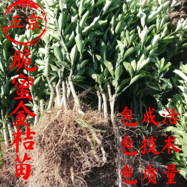163694.jpg@750w_750h_90Q
