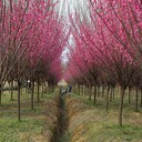 安徽紅梅樹(shù)基地、滁州3公分原生紅梅樹(shù)報(bào)價(jià)、風(fēng)景樹(shù)庭院景觀造景