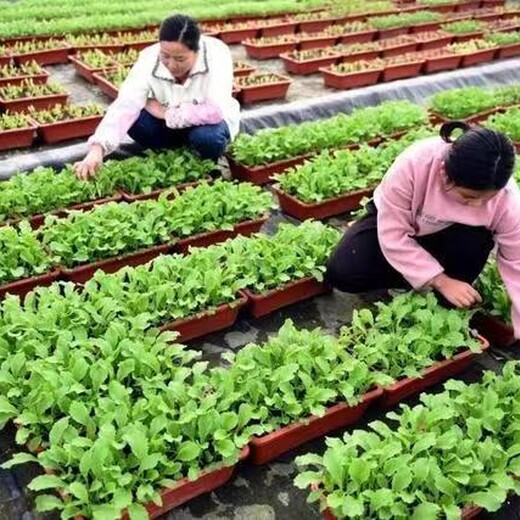 重庆渝中招采摘工种植工农场各类工种