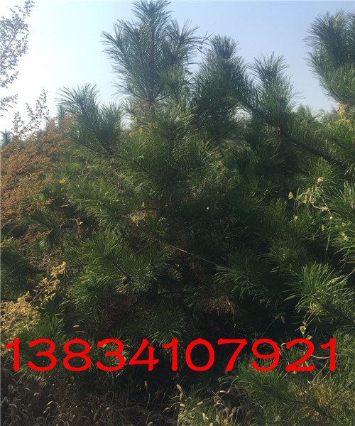 637593376683620069.jpg