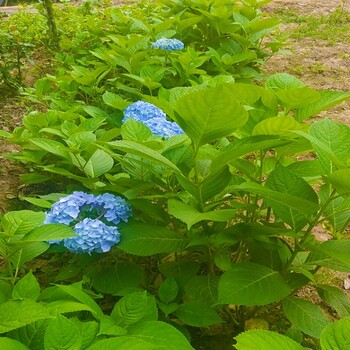 绣球花小苗价格-绣球花图片-产地绣球花小苗多少钱一棵