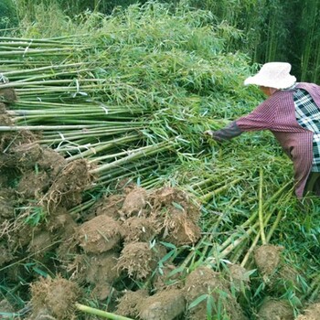 提供綠化竹子是多少錢一棵，種類與價(jià)格參考