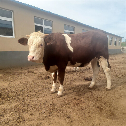 西门塔尔400多斤的2岁母牛要多少钱