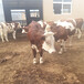 安阳交易市场纯种西门塔尔母牛