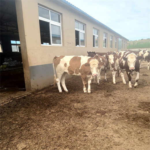 温州大型养牛场西门塔尔牛价格