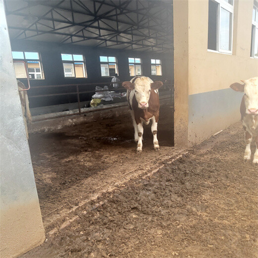 黄石养殖基地500斤西门塔尔牛犊子价格