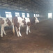 西门塔尔牛犊600多斤的价钱