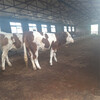 西门塔尔五百斤至六百斤繁殖母牛价格