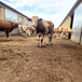 Six hundred jin Simmental cows in Sanmenxia