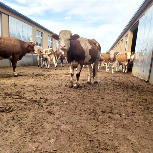 庆阳养殖基地六百斤的西门塔尔母牛