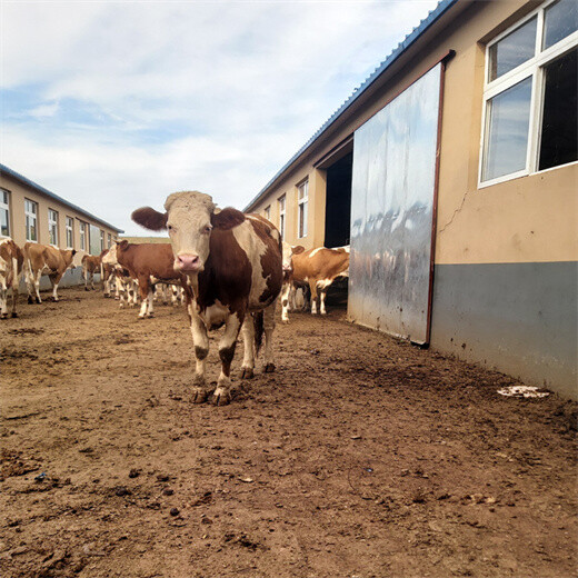 红河牛养殖基地西门塔尔牛4个月一般有多大