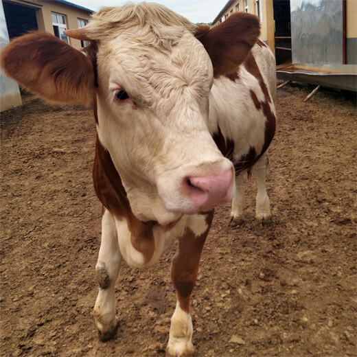 西门塔尔300斤小母牛犊多少一头