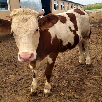 甘肃六百斤的西门塔尔母牛