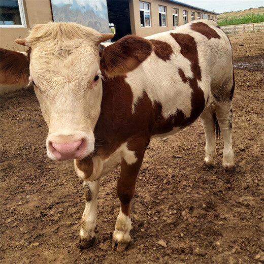河南大型养牛场500斤西门塔尔小牛犊现在什么价格