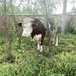 齐齐哈尔六百斤的西门塔尔母牛