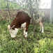 咸阳肉牛养殖基地300斤西门塔尔牛要多少钱