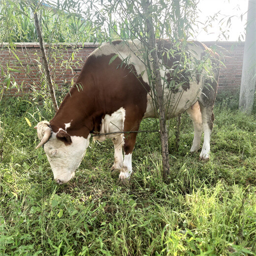 大同肉牛养殖基地一头西门塔尔牛多少钱