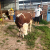 蒲城五之六个月西门塔尔怀孕母牛要多少钱