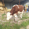 西門塔爾四百斤的牛犢小母牛出售