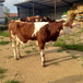 西门塔尔6之7个月牛出售