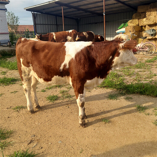 绵阳养殖基地1000斤西门塔尔母牛价格
