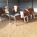 西门塔尔三百斤牛犊子出售
