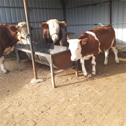 西门塔尔牛小母牛三百斤新的价格