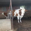 500--600斤西门塔尔小牛犊现在什么价格