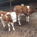 西门塔尔5个月的小公牛出售