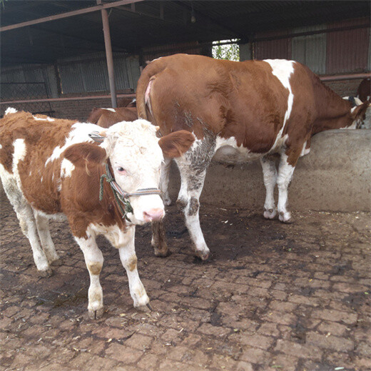 西门塔尔牛大母牛六个月的价格