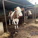 西门塔尔500斤小母牛新的价格