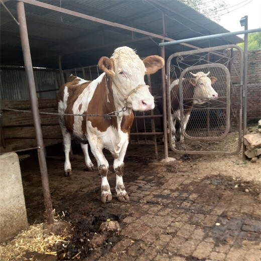 黄冈牛养殖基地四五百斤西门塔尔牛犊子价格