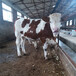 西门塔尔四百斤2岁母牛要多少钱