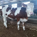 本溪西门塔尔400--500斤牛出售