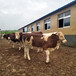 西门塔尔小母牛犊300--400斤现在什么价
